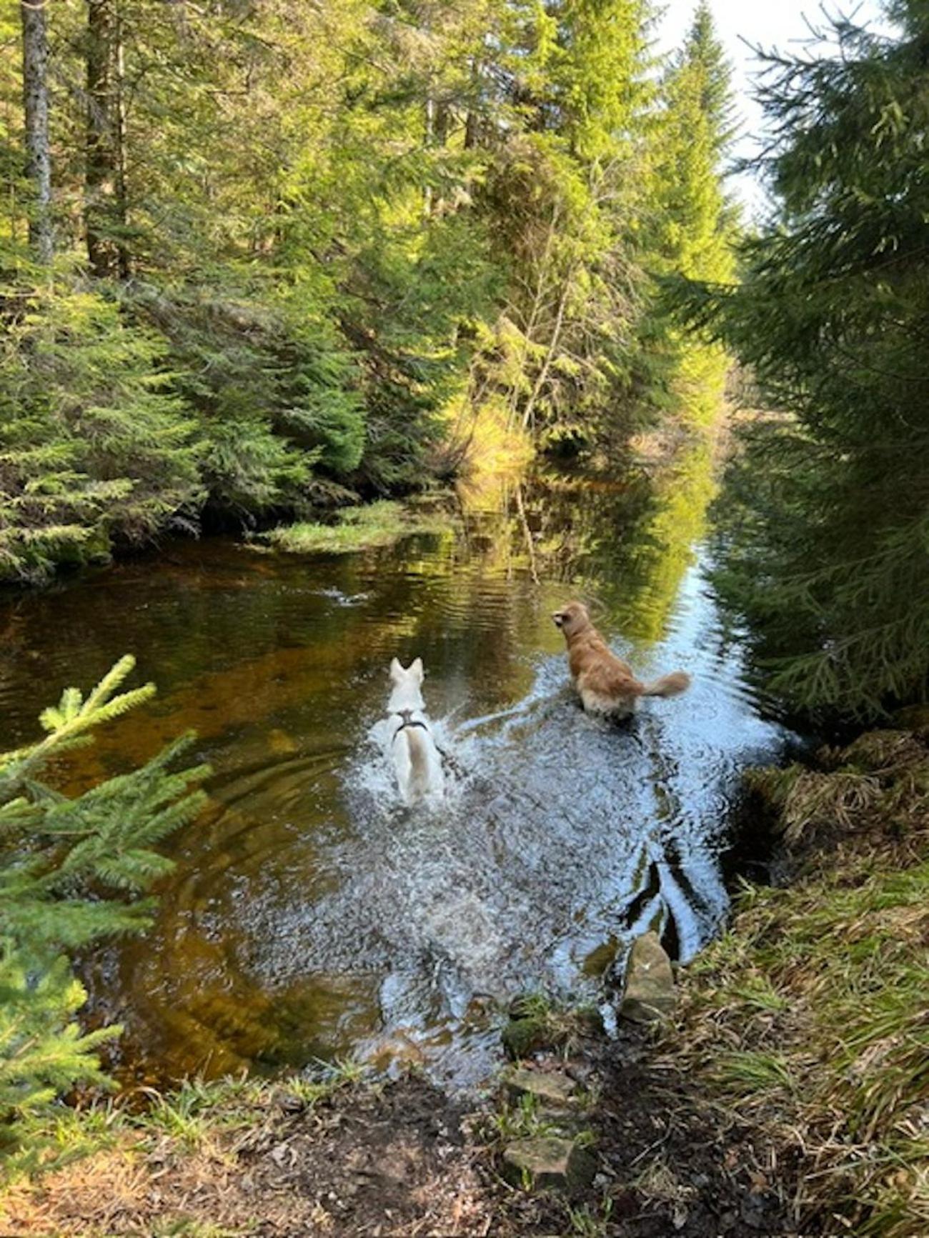 Tannenduft Freudenstadt Buitenkant foto